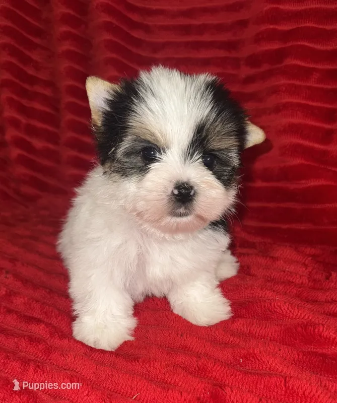Hugo – Yorkshire Terrier puppy for sale in Fletcher, OK