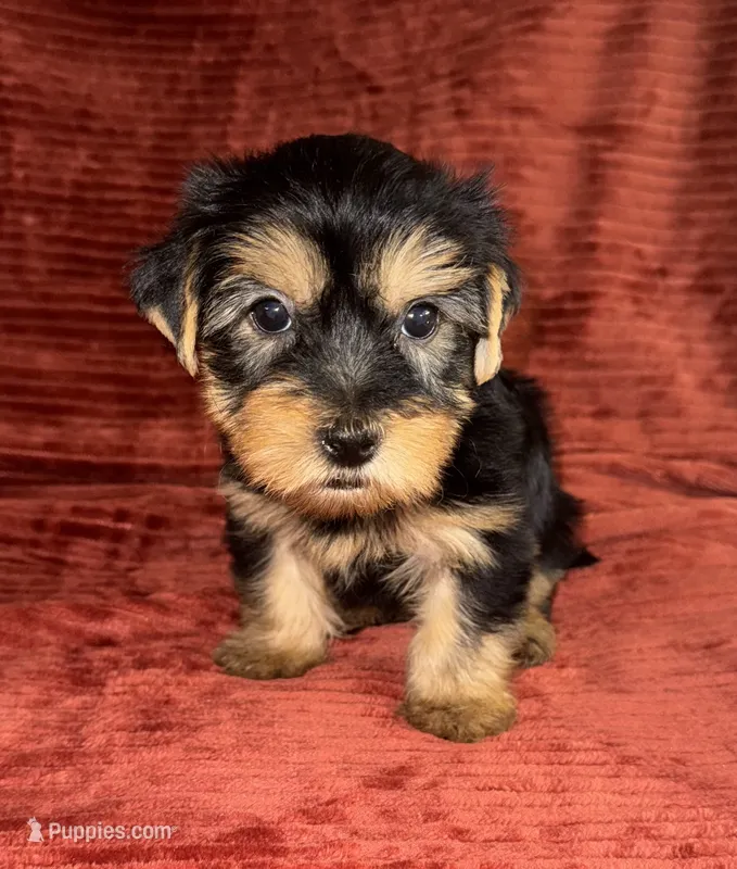 Sid – Yorkshire Terrier puppy for sale in Fletcher, OK