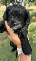 Mags, a female Cavapoo for sale in Fletcher, OK – 2 of 3