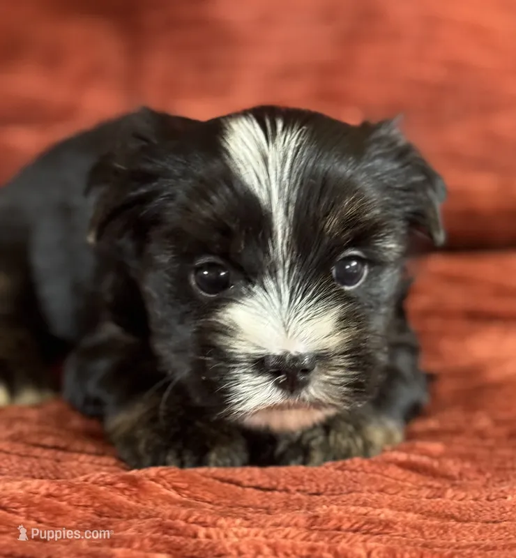 Hunter – Yorkshire Terrier puppy for sale in Fletcher, OK