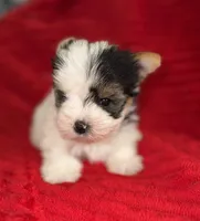 Hugo, a male Yorkshire Terrier for sale in Fletcher, OK – 2 of 3