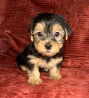 Sunny, a male Yorkshire Terrier for sale in Fletcher, OK – 3 of 4