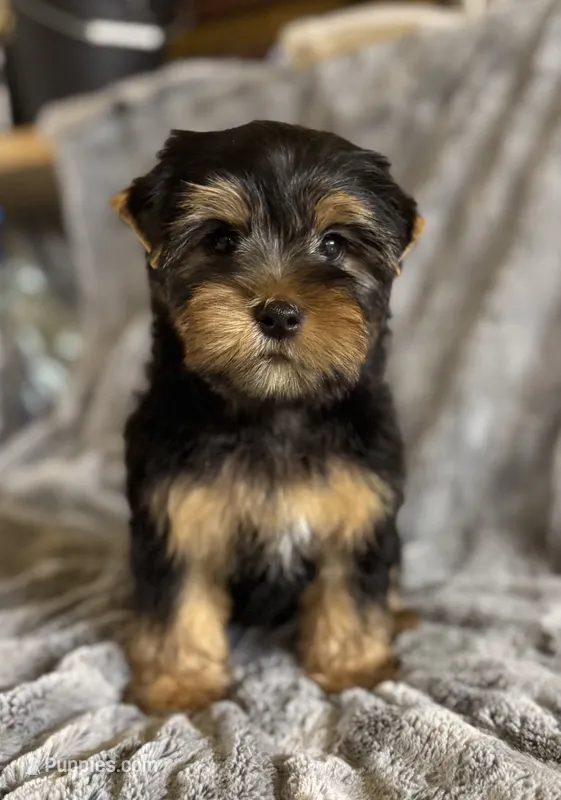 Bear – Yorkshire Terrier puppy for sale in Fletcher, OK