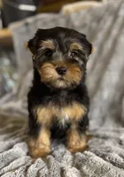 Bear, a male Yorkshire Terrier for sale in Fletcher, OK – 1 of 3