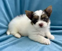 Aries, a male Yorkshire Terrier for sale in Fletcher, OK – 2 of 3
