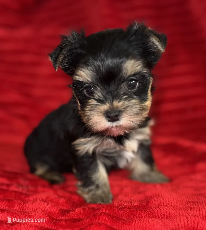 Hannah – Yorkshire Terrier puppy for sale in Fletcher, OK
