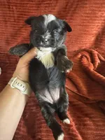 Hallie, a female Yorkshire Terrier for sale in Fletcher, OK – 3 of 4
