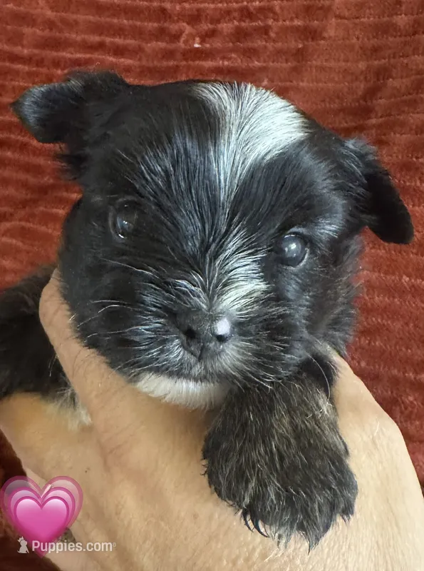 Hallie – Yorkshire Terrier puppy for sale in Fletcher, OK