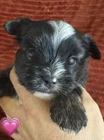 Hallie, a female Yorkshire Terrier for sale in Fletcher, OK – 1 of 4