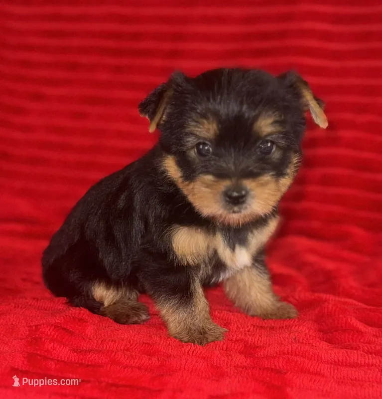 Callie – Yorkshire Terrier puppy for sale in Fletcher, OK
