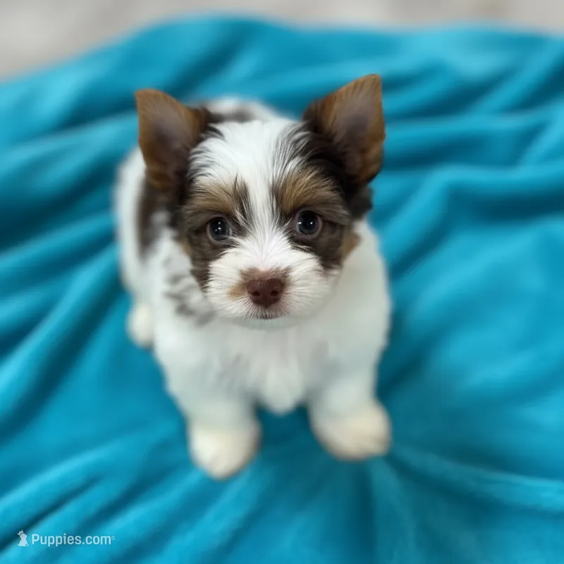 Apollo – Yorkshire Terrier puppy for sale in Fletcher, OK