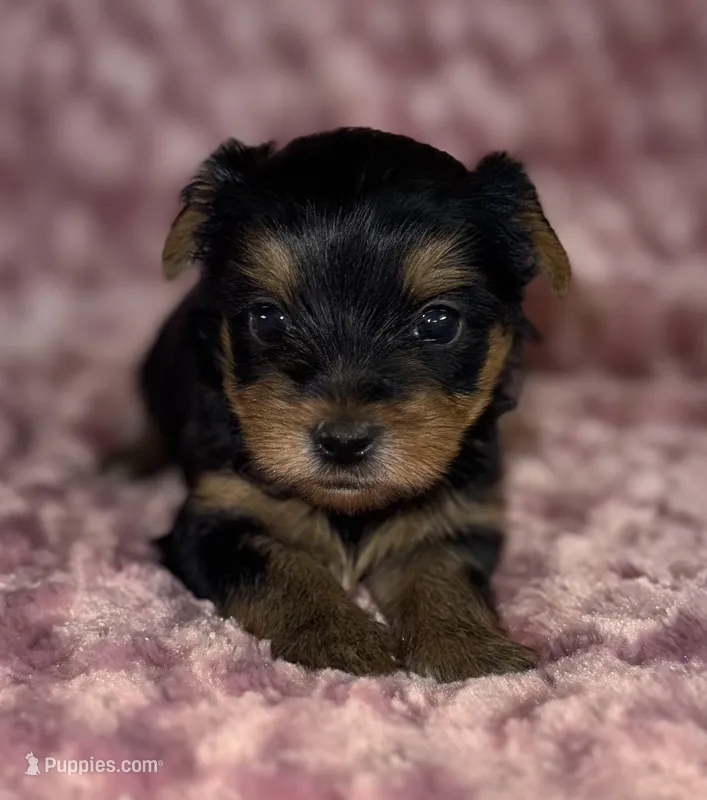 Callie – Yorkshire Terrier puppy for sale in Fletcher, OK