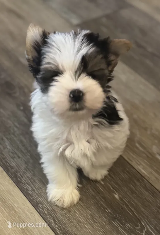 Hugo – Yorkshire Terrier puppy for sale in Fletcher, OK