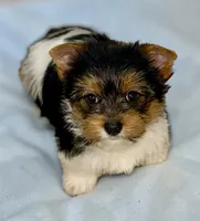 Bruno, a male Yorkshire Terrier for sale in Fletcher, OK – Photo 1 of 4