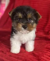 Bruno, a male Yorkshire Terrier for sale in Fletcher, OK – Photo 2 of 4