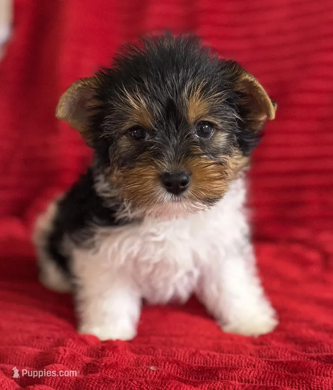 Bruno – Yorkshire Terrier puppy for sale in Fletcher, OK
