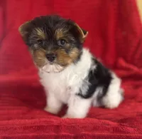 Bruno, a male Yorkshire Terrier for sale in Fletcher, OK – Photo 4 of 4