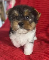 Bruno, a male Yorkshire Terrier for sale in Fletcher, OK – Photo 3 of 4
