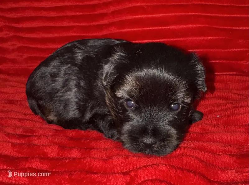 Storm – Yorkshire Terrier puppy for sale in Fletcher, OK
