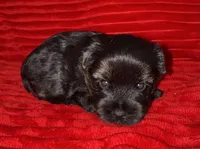 Storm, a male Yorkshire Terrier for sale in Fletcher, OK – 1 of 2