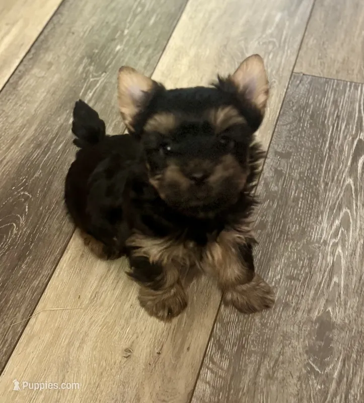 Hallie – Yorkshire Terrier puppy for sale in Fletcher, OK