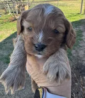Poppy, a female Cavapoo for sale in Fletcher, OK – Photo 1 of 2