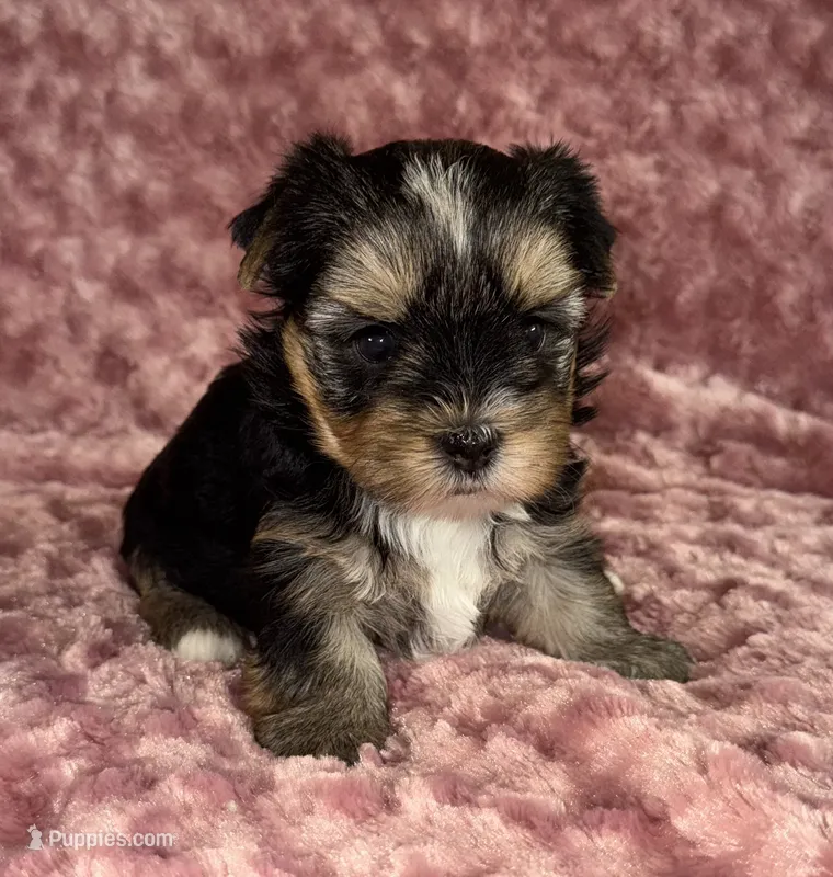 Stormy – Yorkshire Terrier puppy for sale in Fletcher, OK