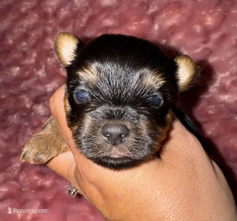 Hallie – Yorkshire Terrier puppy for sale in Fletcher, OK