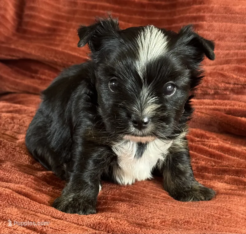 Hallie – Yorkshire Terrier puppy for sale in Fletcher, OK