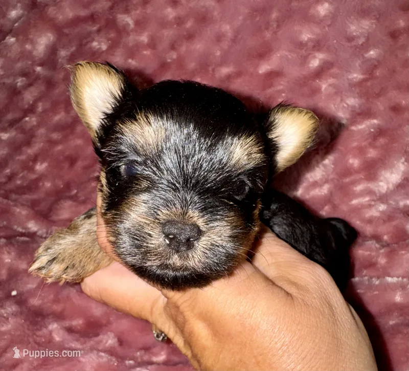 Hallie – Yorkshire Terrier puppy for sale in Fletcher, OK