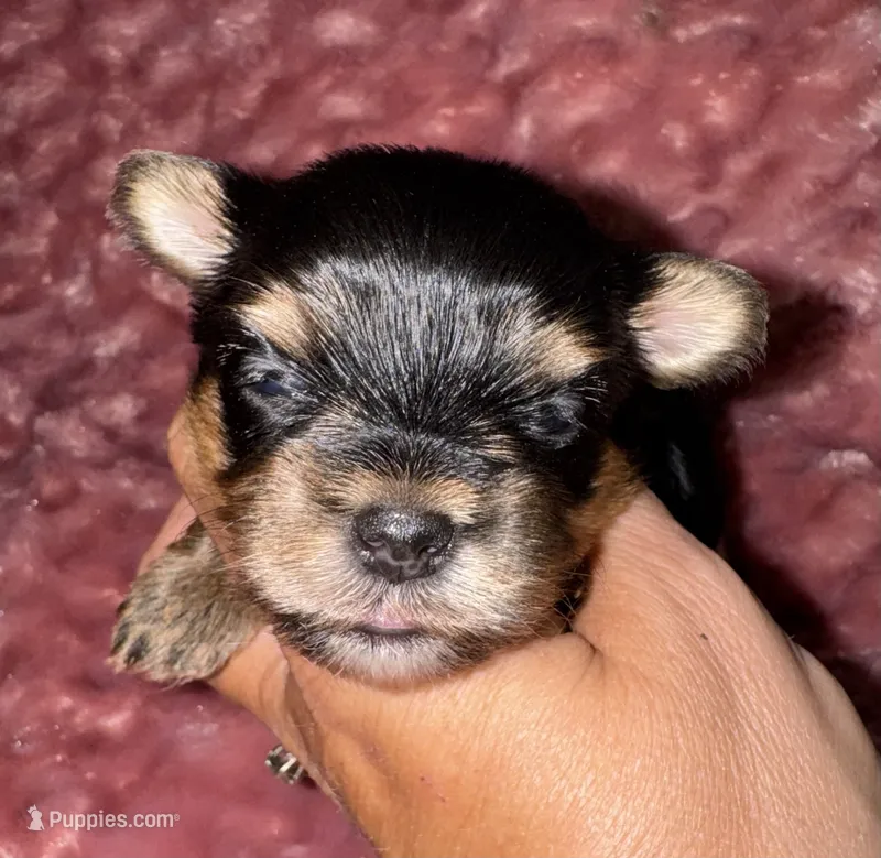 Hannah – Yorkshire Terrier puppy for sale in Fletcher, OK