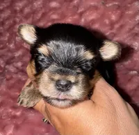 Hannah, a female Yorkshire Terrier for sale in Fletcher, OK – 1 of 1