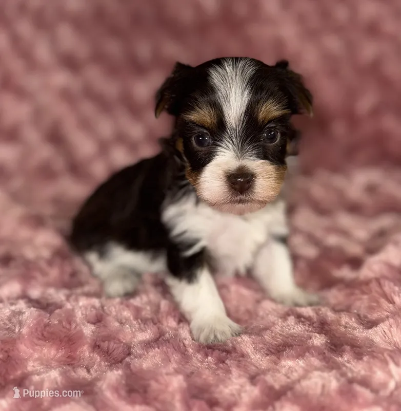 Candy – Yorkshire Terrier puppy for sale in Fletcher, OK