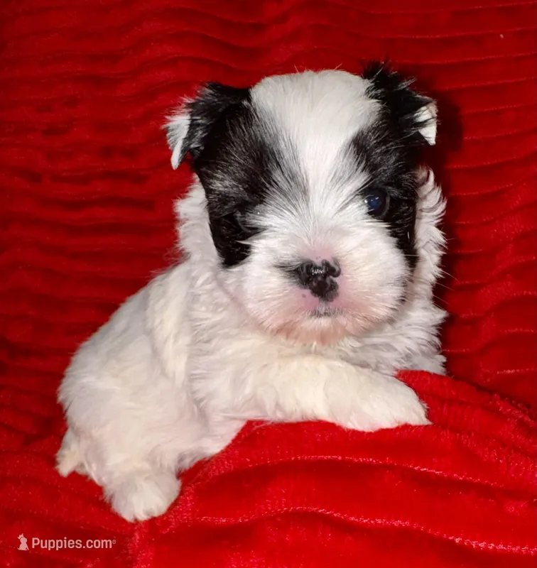 Lottie – Yorkshire Terrier puppy for sale in Fletcher, OK