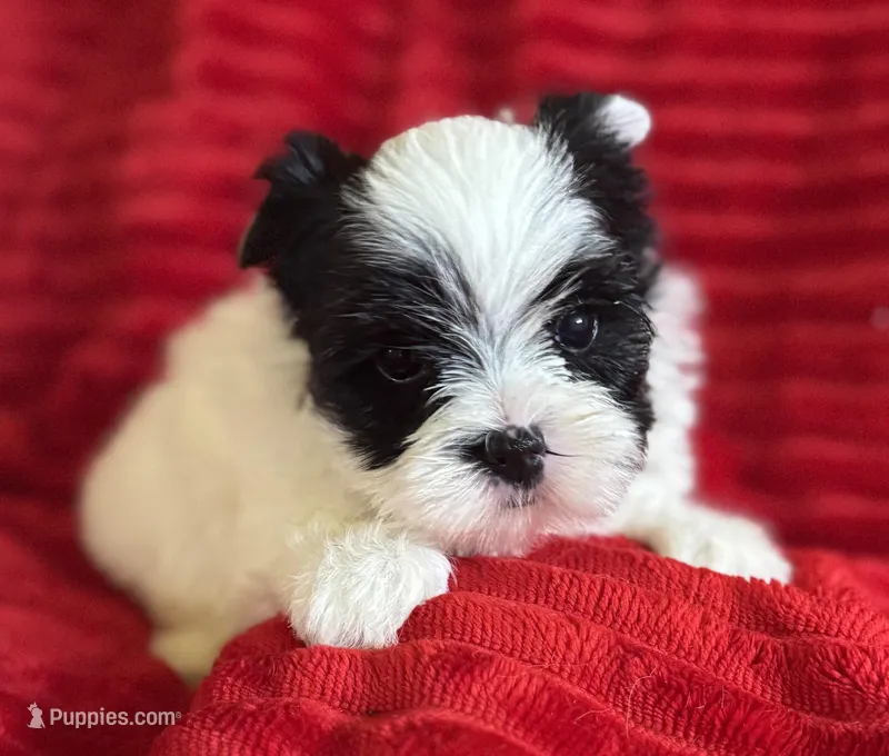 Lottie – Yorkshire Terrier puppy for sale in Fletcher, OK