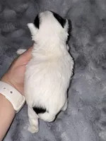 Lottie, a female Yorkshire Terrier for sale in Fletcher, OK – Photo 2 of 2