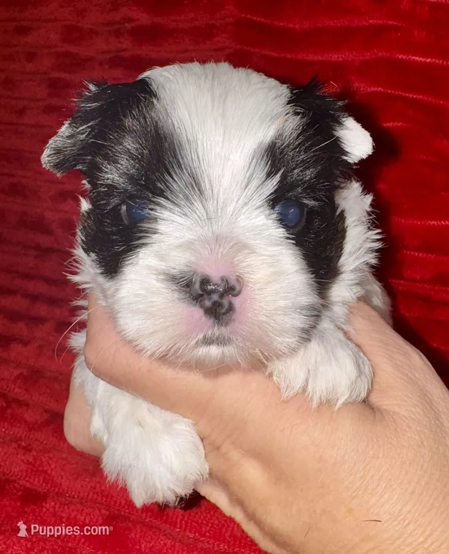 Lottie – Yorkshire Terrier puppy for sale in Fletcher, OK