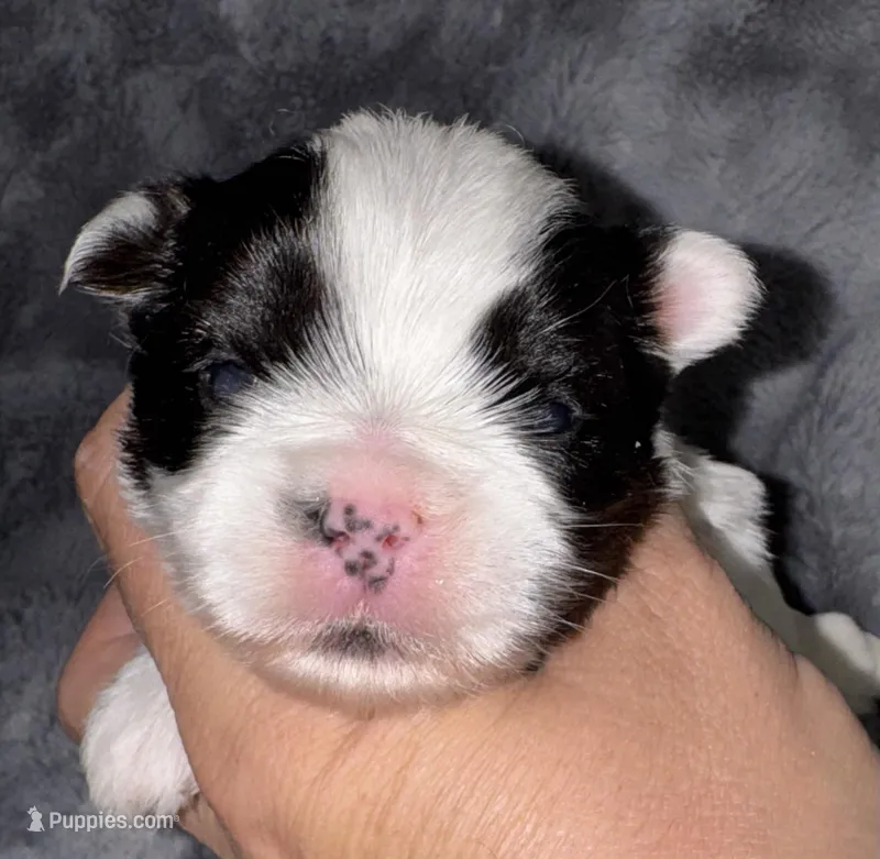 Lottie – Yorkshire Terrier puppy for sale in Fletcher, OK