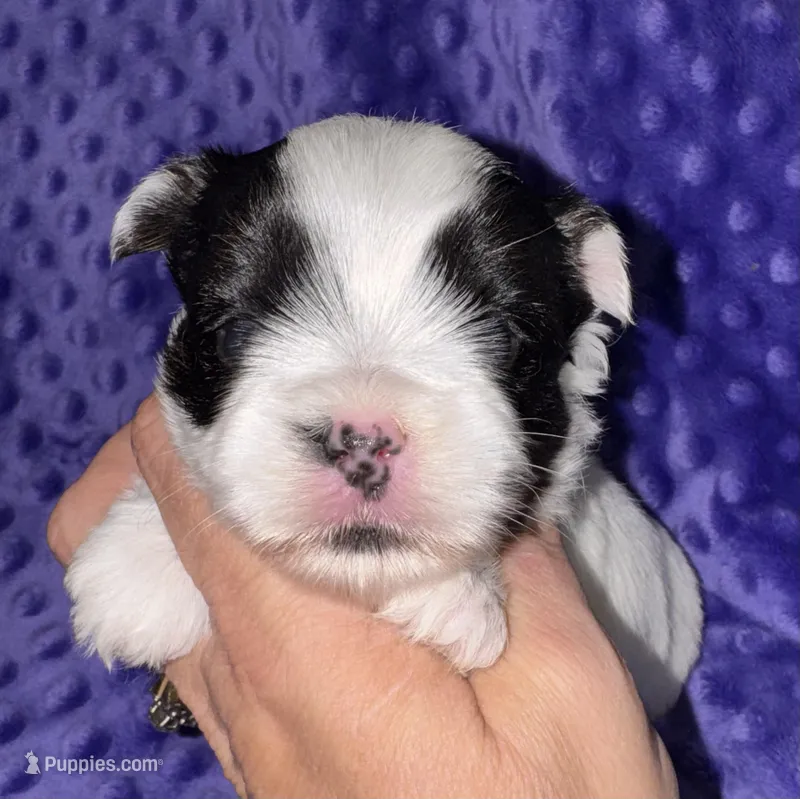 Lottie – Yorkshire Terrier puppy for sale in Fletcher, OK