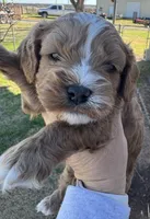 Peter, a male Cavapoo for sale in Fletcher, OK – Photo 1 of 2