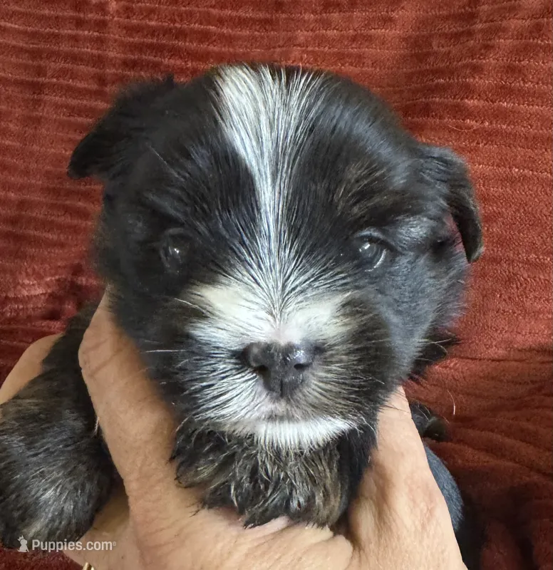 Hunter – Yorkshire Terrier puppy for sale in Fletcher, OK