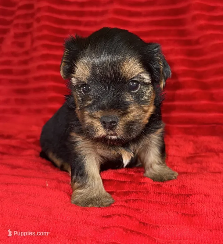 Sam – Yorkshire Terrier puppy for sale in Fletcher, OK