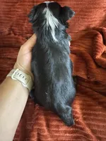 Hallie, a female Yorkshire Terrier for sale in Fletcher, OK – 4 of 4