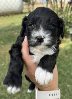 Max, a male Cavapoo for sale in Fletcher, OK – 2 of 3