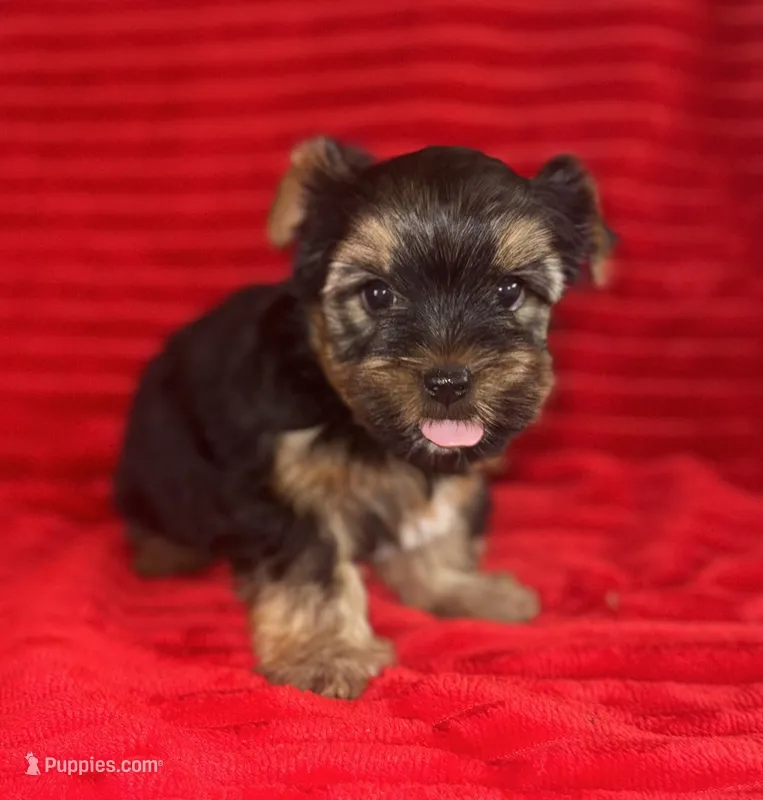 Sam – Yorkshire Terrier puppy for sale in Fletcher, OK