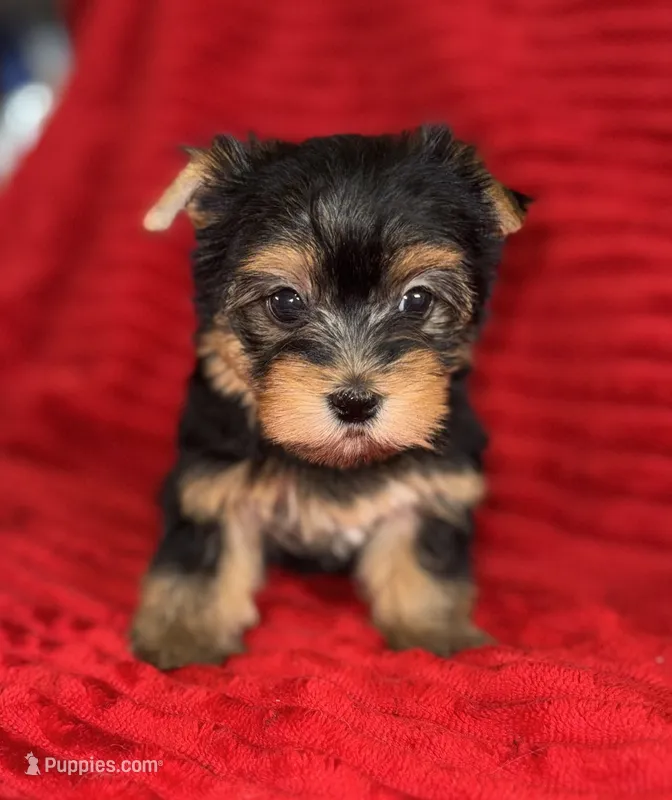 Milo – Yorkshire Terrier puppy for sale in Fletcher, OK