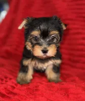 Milo, a male Yorkshire Terrier for sale in Fletcher, OK – 1 of 3