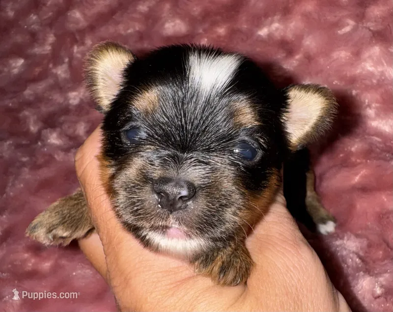 Dot – Yorkshire Terrier puppy for sale in Fletcher, OK