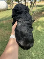 Mags, a female Cavapoo for sale in Fletcher, OK – 3 of 3