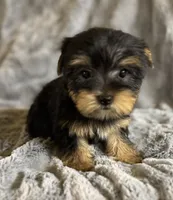 Booger , a male Yorkshire Terrier for sale in Fletcher, OK – 2 of 2
